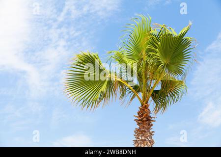 Eine Palme steht unter blauem Himmel an einem sonnigen Tag. Washingtonia robusta, bekannt als mexikanische Fächerpalme, mexikanische washingtonia oder Skyduster Stockfoto