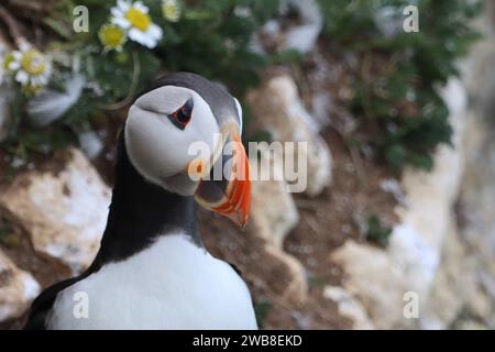 Einsamer Puffin saß auf Klippen Stockfoto