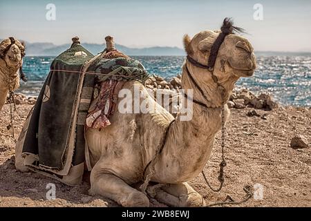 Eine Kamelkarawane ruht in der Wüste vor dem Hintergrund des roten Meeres und der hohen Berge. Stockfoto