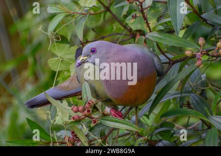 Eine rosafarbene grüne Taube in einem Beerenbaum. Fotografiert im westlichen Teil von Singapur. Stockfoto