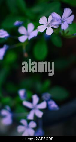 Nahaufnahme der Blumen Plumbago Auriculata, die Vergissmeinenicht Pflanze Stockfoto