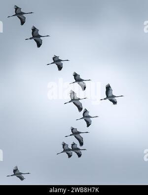 Eine Vogelschar, die im Einklang durch die Luft schweben. Stockfoto