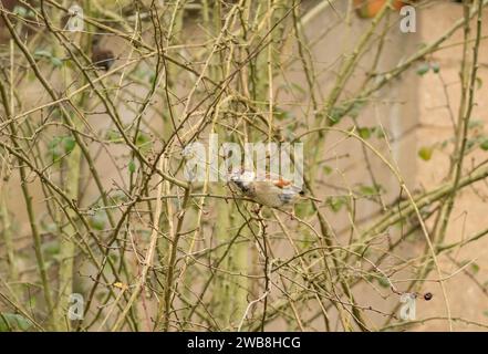 Haussperling (Passer domesticus) ernährt sich von Schwarzdornknospen. Herefordshire England Vereinigtes Königreich. Dezember 2023. Stockfoto