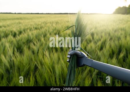 Der Roboter hält Roggenohren in der Hand. Intelligente Landwirtschaft und digitale Transformation in der Landwirtschaft 4,0. Stockfoto