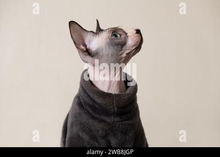 Porträt einer kanadischen Sphynx-Katze in warmer grauer Kleidung, Body, auf beigem Hintergrund. Kleidung für Haustiere. Stockfoto