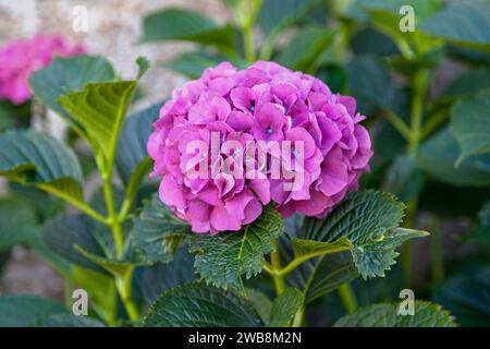 Die hortensia (hortensia) ist eine Gattung von 70 bis 75 Arten blühender Pflanzen, die in Süd- und Ostasien (China, Japan, Korea, Himalaya, an) beheimatet sind Stockfoto