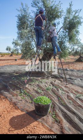 Arbeiter, die Oliven aus der Stepladder sammeln. Oliven-Eimer vorne Stockfoto