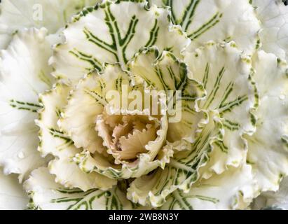 Nahaufnahme von Zierkohl (Brassica oleracea). Kältebeständige Zierblume Stockfoto