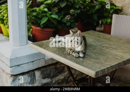 Niedliche graue Katze auf einem Tisch in einem Straßencafé der Altstadt von Budva, Montenegro. Porträt einer Straßenkatze. Stockfoto