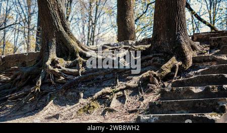 Ein Baum mit offenen Wurzeln wächst auf Felsen. Hintergrundbild. Ungewöhnliche Baumwurzeln. Stockfoto