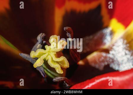 Formen eines roten Tulpenpistils in Nahaufnahme. Schauen Sie ins Innere, Makros mit wunderschöner dunkelroter Tulpenblüte. Stockfoto