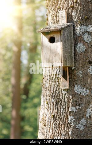 Handgefertigte songvogel-Nistbox, die im Frühling an toten Bäumen befestigt ist. Selektiver Fokus, Hintergrund- und Vordergrundunschärfe Stockfoto