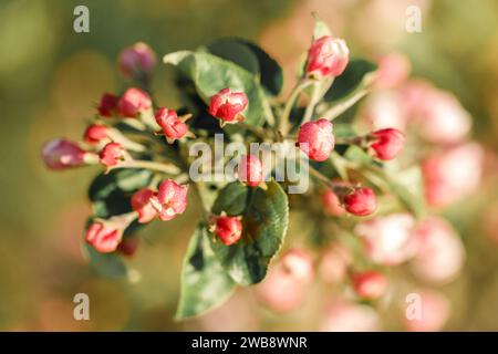 Rote, ungeöffnete Apfelblütenknospen, Vorderansicht. Stockfoto