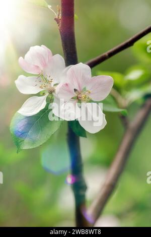 Ein Zweig eines Apfelbaums mit drei blühenden Blüten im Licht einer Frühlingssonne. Vertikales Foto. Stockfoto