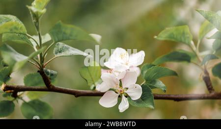 Gärten, die im Frühling in Sonnenstrahlen blühen. Apfelbaumzweig mit weißen Blüten. Litauische Schönheit der erwachenden Natur. Stockfoto