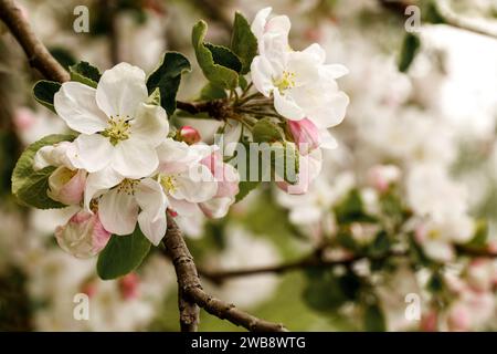 Apfelzweige mit den ersten Blüten, im Hintergrund blühende Gärten. Stockfoto