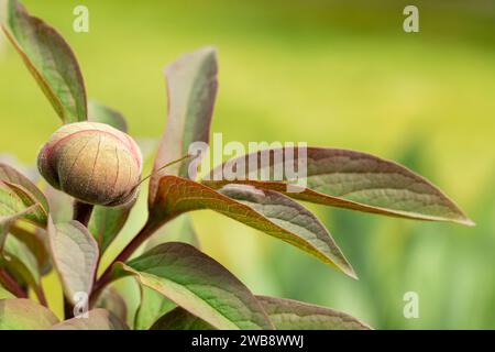 Paeonia officinalis, Pfingstrose, Gartenpfingstrose, Päoniaceae, junge Pflanzenknospen, Sommer. Stockfoto