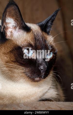 Braunes, siamesisches Katzenliegesofa auf braunem Hintergrund, vertikales Porträt. Stockfoto