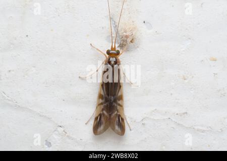 Nahaufnahme eines erwachsenen Caddisfly (Orden: Trichoptera), der sich an einer weißen Wand in Satara festhält und sein markantes Flügelmuster zeigt. Stockfoto