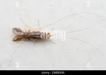 Eine ausgewachsene Caddisfly (Ordnung: Trichoptera) ruht auf einer weißen Wand in Satara und zeigt ihre geäderten Flügel und langen Antennen. Stockfoto