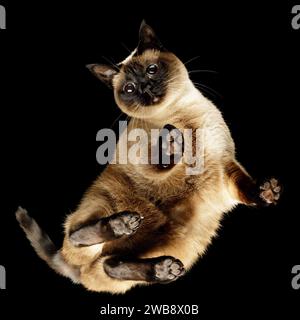 Unteres Porträt einer neugierigen Siamkatze auf Glas auf schwarzem Hintergrund. Stockfoto