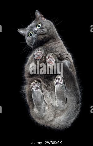 Süße graue Katze mit grün-gelben Augen von unten in die Kamera. Horizontales Bild mit schwarzem Hintergrund. Stockfoto