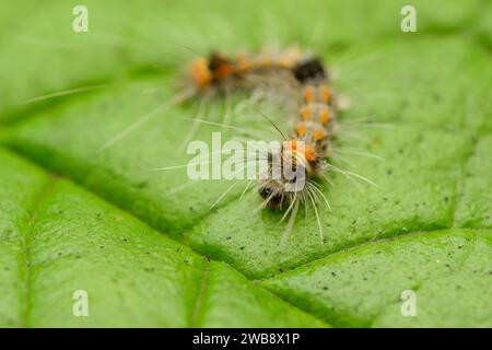 Makro von Rusty Tussock Moth Caterpillar (Orgyia antiqua) auf einem grünen Blatt. Stockfoto