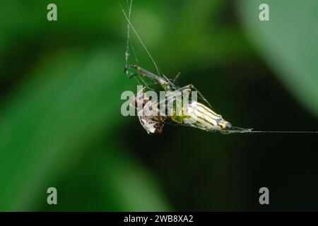 Eine Orb Weaver Spider (Chorizopes frontalis), die beim Fressen gefangen wird. Stockfoto