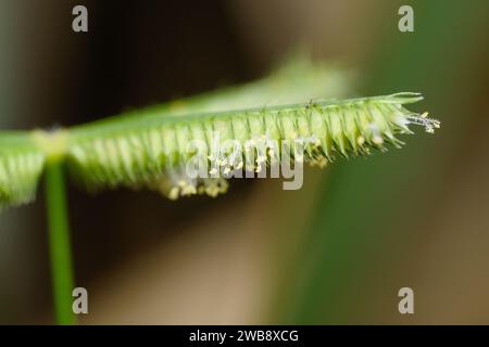 Makroaufnahme von lebendigen Dactyloctenium aegyptium (Crowfoot Grass) Blumen mit detaillierten Pollenkörnern, die die natürliche Schönheit der Flora Sataras zeigen. Stockfoto