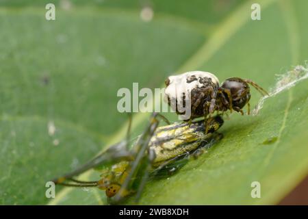 Chorizopes frontalis, eine Hunter Orb Weaver Spider, gefangen während der Jagd auf einem Blatt und zeigt das dynamische Insektenökosystem von Satara, Maharashtra. Stockfoto