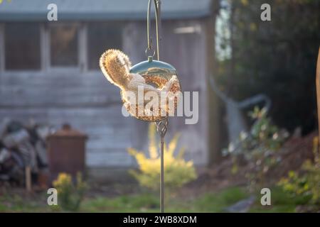 Ein Eichhörnchen hängt an einem Vogelfutter in einem englischen Garten Stockfoto