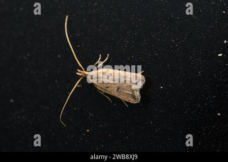 Ein Paar Crocanthes micradelpha Motten in einem Paarungsritual, gefangen in Satara. Stockfoto