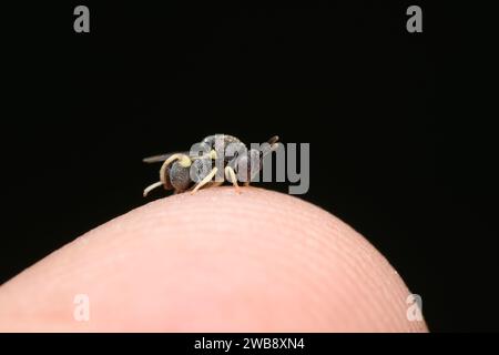 Ein neotropischer Parasitoidenwasp (Brachymeria mochica) sitzt auf einer menschlichen Fingerspitze, ein Moment, der die Interaktion zwischen Mensch und Tier einfängt. Stockfoto