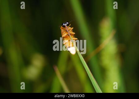 Ventrale Ansicht einer gemeinsamen östlichen Glühwürmchen (Photinus pyralis), die sich an einer Grasklinge in Pune, Maharashtra, festhält. Stockfoto