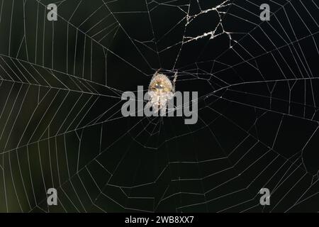 Eine Orbenweberspinne (Neoscona mukerji) in der Mitte ihres Netzes in Satara, Maharashtra. Stockfoto