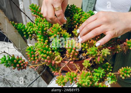 Nahaufnahme der kaukasischen Frauenhände einer unerkennbaren Frau, die draußen steht und Pflanzen im Topf an der Wand anordnet, Kopierraum. Stockfoto