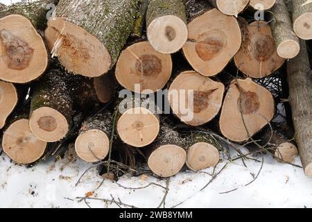 Firewoods Enden von gesägten Baumstämmen, die auf einem Stapel im Wald gestapelt sind, an einem Wintertag aus der Nahaufnahme Stockfoto