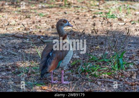 Grovelands Park, London, Großbritannien - 8. September 2014: Egyptian Goose. Stockfoto