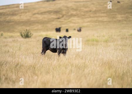 Kühe auf dem Feld, die auf Gras und Weide in Australien weiden, auf einer Farm. Rinder, die Heu und Silage fressen. Zu den Rassen gehören gesprenkelter Park, Murray Grey, Stockfoto