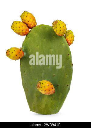 Grüner Kaktusblatt, auch bekannt als Opuntia Ficus Indica, mit Früchten, die noch mit ihm verbunden sind. Isoliert auf weißem Hintergrund. Stockfoto