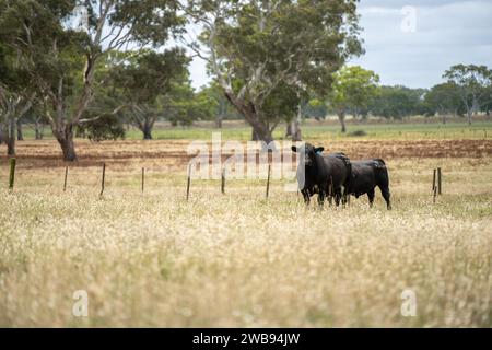 Kühe auf dem Feld, die auf Gras und Weide in Australien weiden, auf einer Farm. Rinder, die Heu und Silage fressen. Zu den Rassen gehören gesprenkelter Park, Murray Grey, Stockfoto