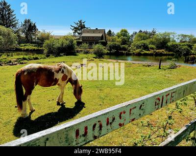 Ein weißes Pferd steht auf einem üppigen grünen Feld in der Nähe eines ruhigen Teichs und weidet zufrieden Stockfoto