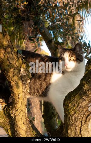 Verängstigte, süße, junge Tabbykatze, die in der Nachmittagssonne im Baumklettern steckt und spielt Stockfoto