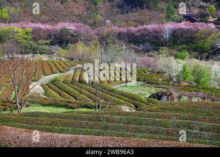 Teefelder und Kirschblüten in Hwagae, Hadong-Gun in Südkorea. Stockfoto