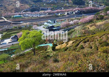 Teefelder und Kirschblüten in Hwagae, Hadong-Gun in Südkorea. Stockfoto