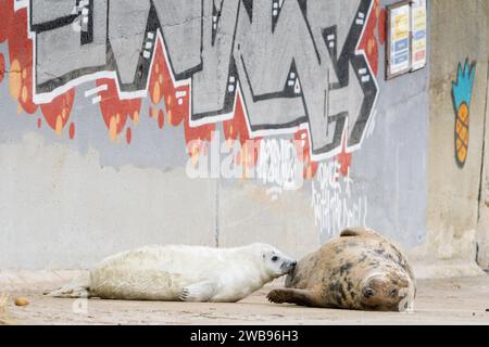 Grausiegel oder Grausiegel, Halichoerus grypus, alleinerwachsenes weibliches Säuglingshündchen mit einer Wand, die mit Graffiti bedeckt ist, England, Vereinigtes Königreich Stockfoto