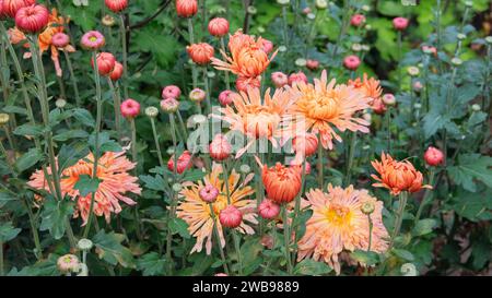 Chrysanthemen wachsen auf einem Blumenbeet. Orangefarbener Blumenhintergrund. Chrysanthemen und Knospen im Garten. Innenhof für Landschaftsgestaltung. Stockfoto