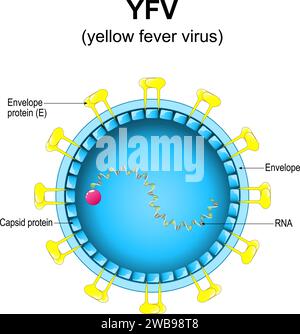 Gelbfiebervirus-Struktur. Nahaufnahme einer Virion-Anatomie. Vergrößert von Yellow Jack Virus. Vektordiagramm Stock Vektor