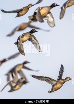 Männlich aus eurasischem Teal, Anas crecca, Vogel im Flug über Sümpfe Stockfoto