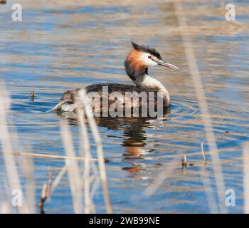 GREBE Podiceps, die auf dem Wasser stehen Stockfoto